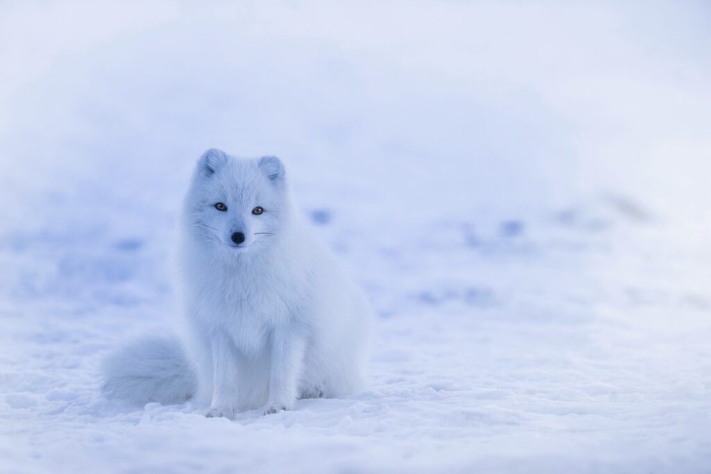 iceland, arctic fox, fox-1979445.jpg