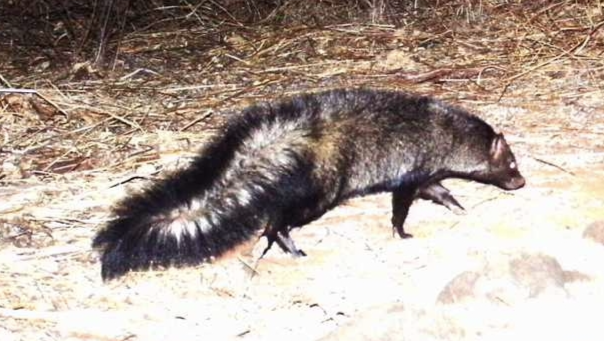 12 Animals With Fluffy Tails (List With Pictures) Animallot