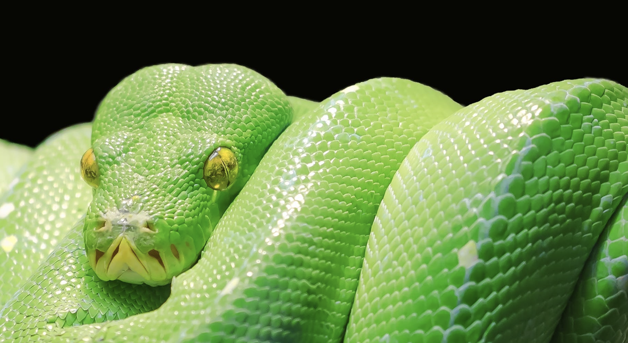 List of 12 Animals with Green Eyes (with Pictures) - Animallot