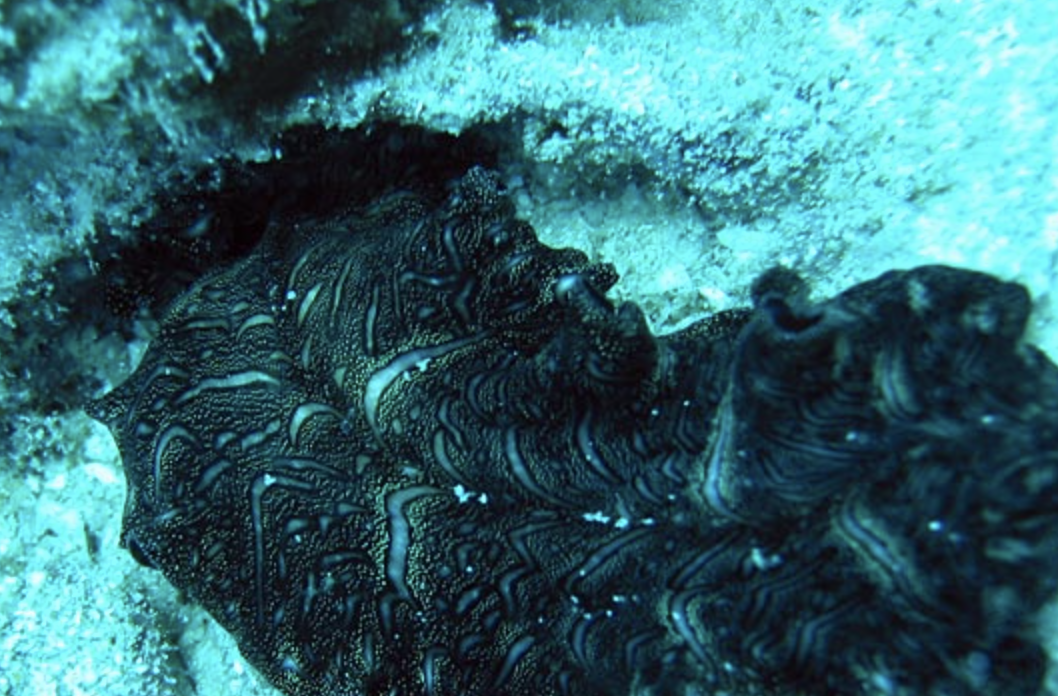 List of 10 Animals with Bilateral Symmetry Animallot