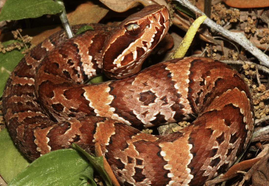 15 Animals With Infrared Vision (With Pictures) - Animallot