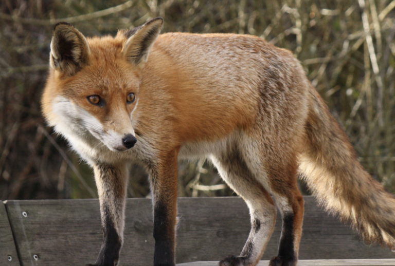 List of 5 animals with orange eyes (with pictures) Animallot