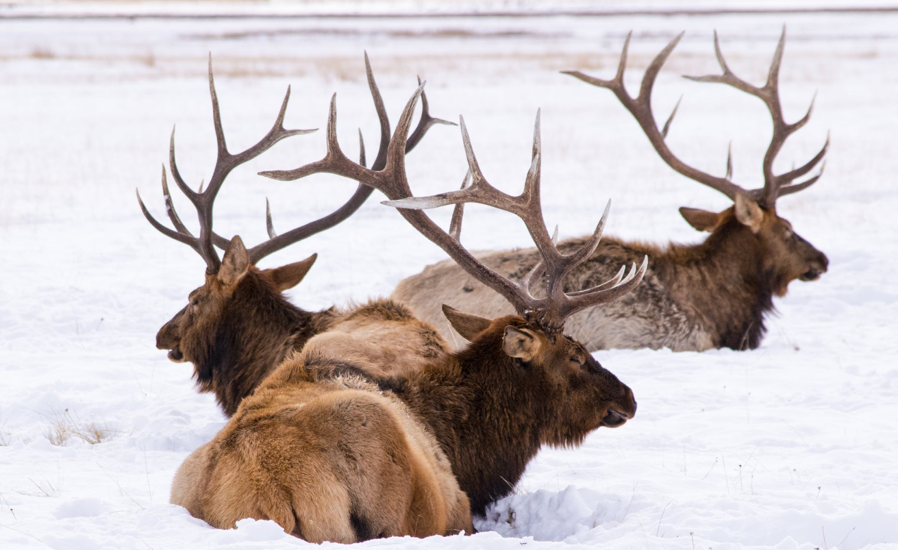 List of 16 Animals With Antlers (With Pictures) Animallot