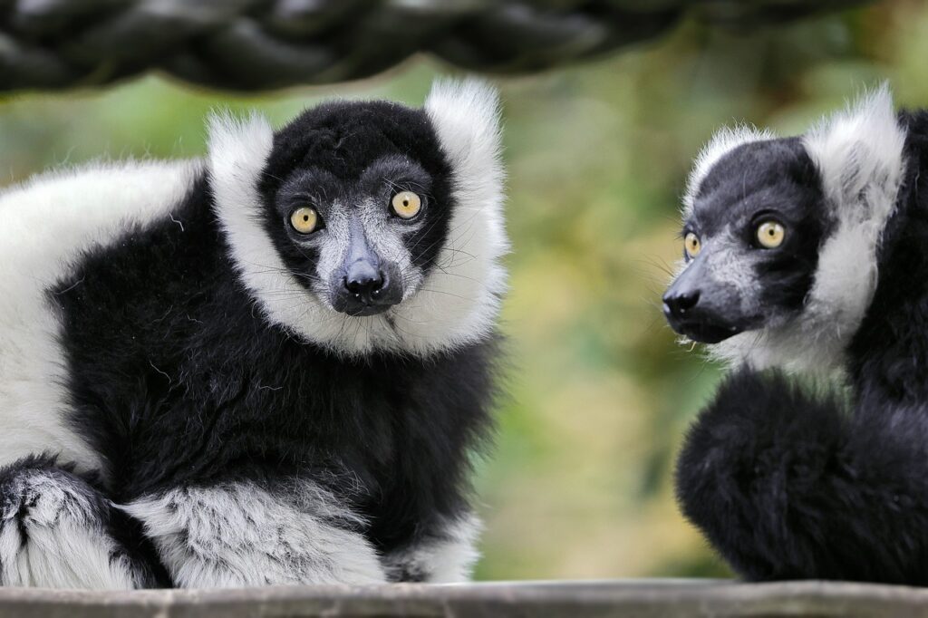 indri, lemur, babakoto-7327950.jpg