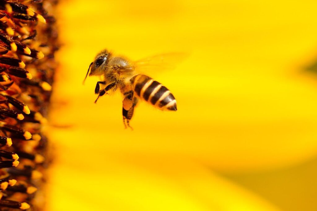 insect, bee, sunflower-1948684.jpg