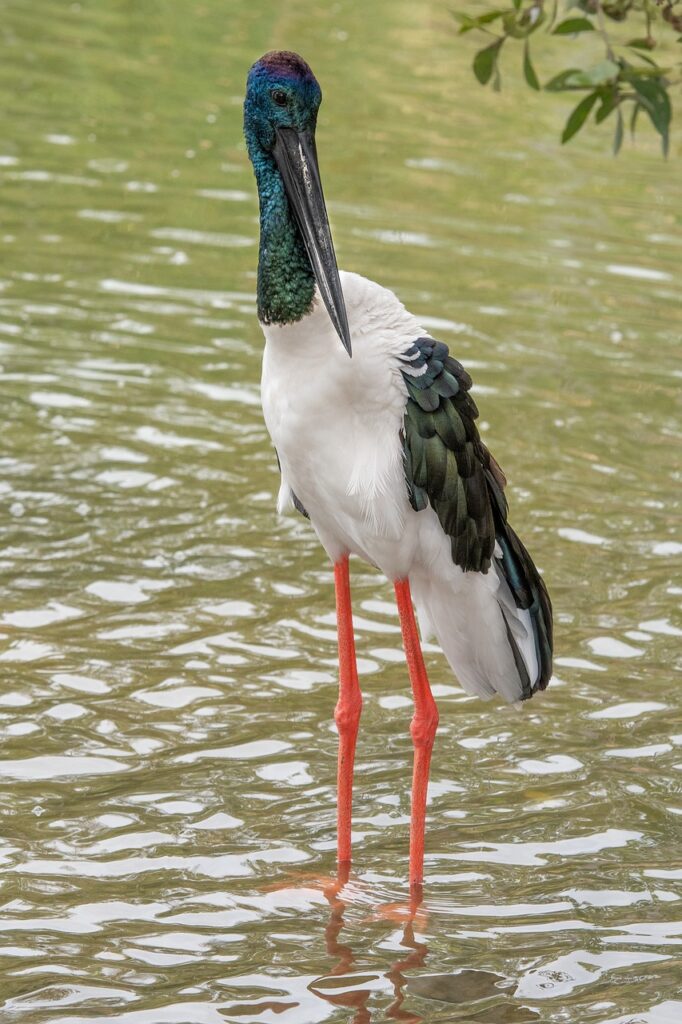 jabiru, bird, australia-3708388.jpg