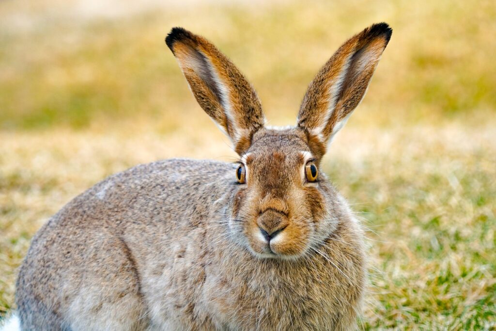 jackrabbit, hare, rabbit-5080747.jpg