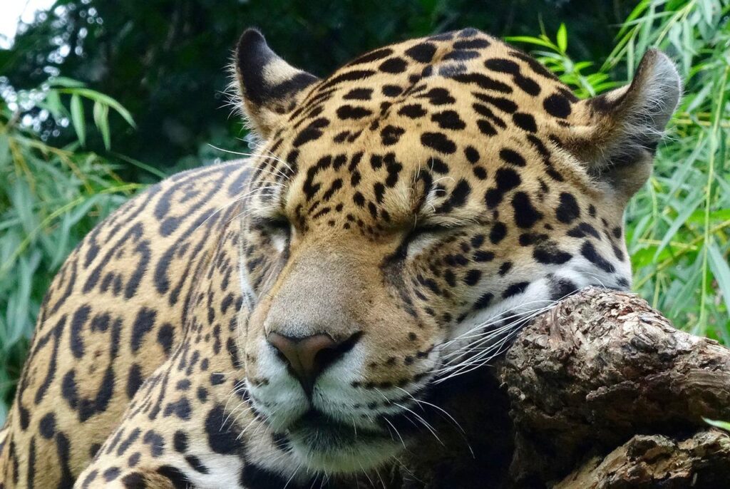 jaguar, wild animal, zoo-1967676.jpg