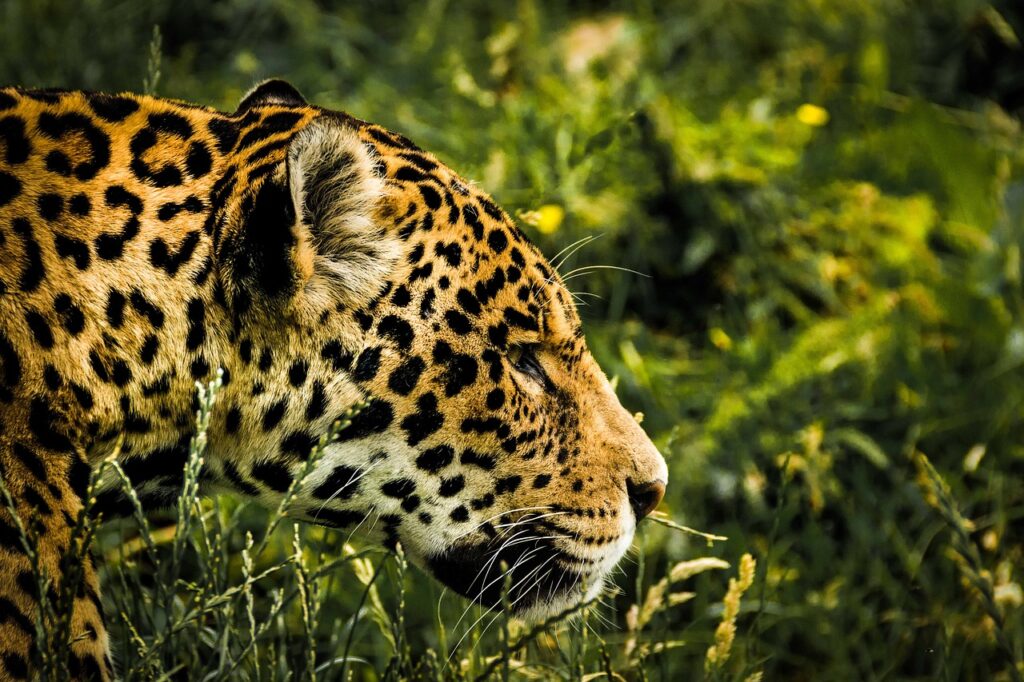jaguar, wild cat, big cat-1807171.jpg