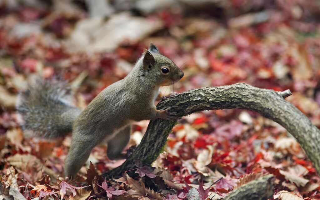 japanese squirrel, squirrel, sciurus lis-63152.jpg