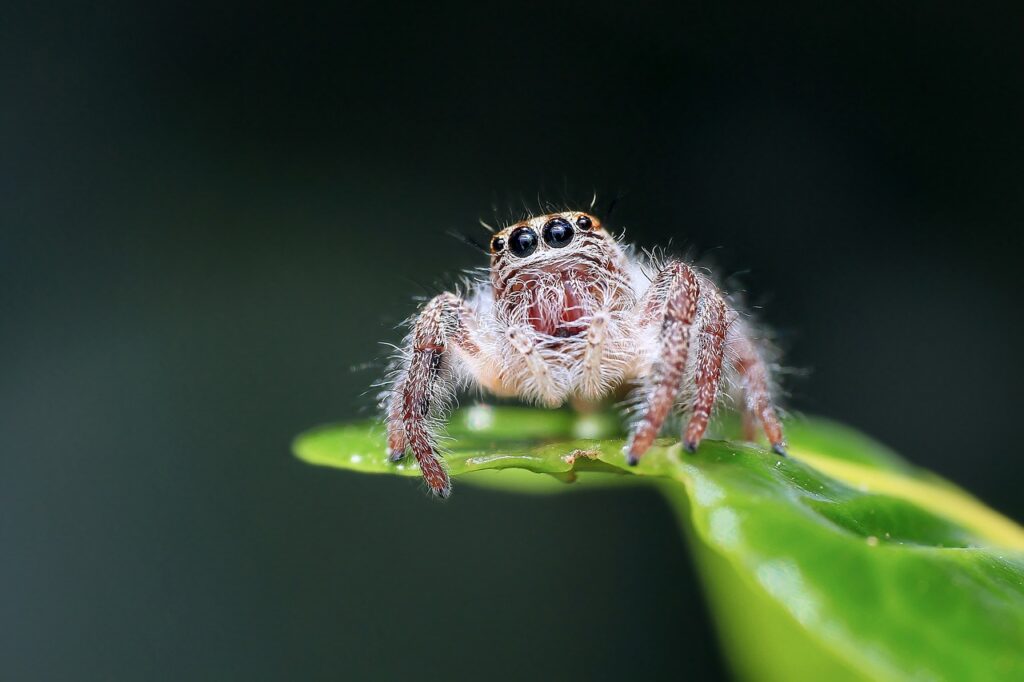 jumping spider, spider, insect-1130449.jpg