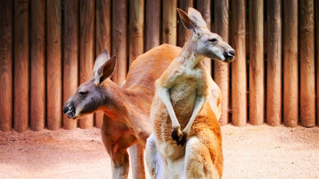 kangaroos, marsupial, red giant kangaroo-1523910.jpg