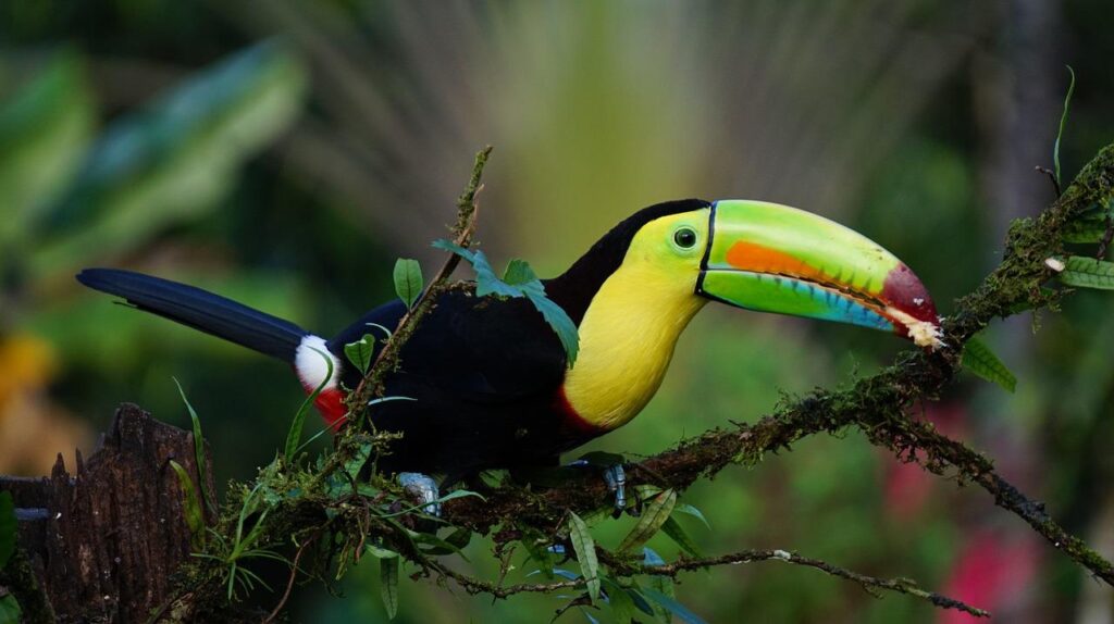 keel billed toucan, costa rica, bird-1021048.jpg