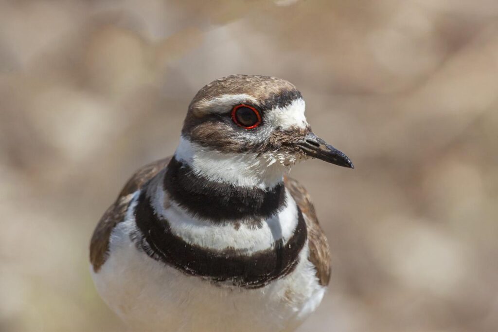 killdeer, bird, animal-6182517.jpg