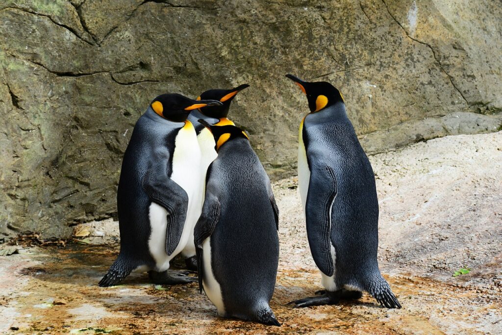 king penguins, birds, animals-384252.jpg