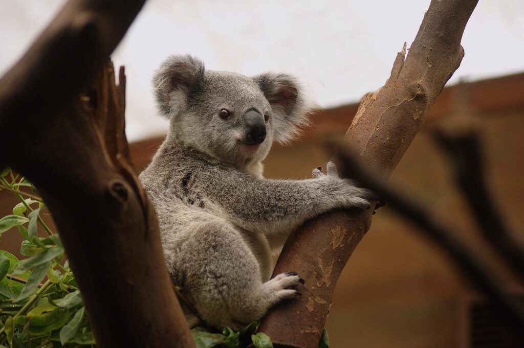 koala, marsupial, animal-3055832.jpg