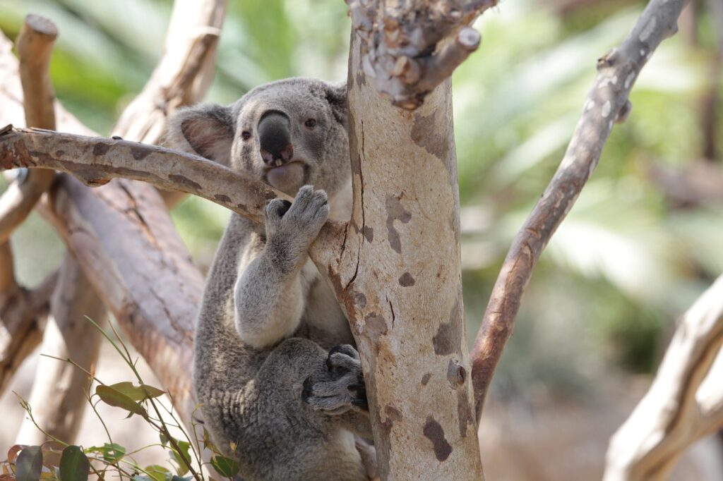 koala, marsupial, animal-343882.jpg