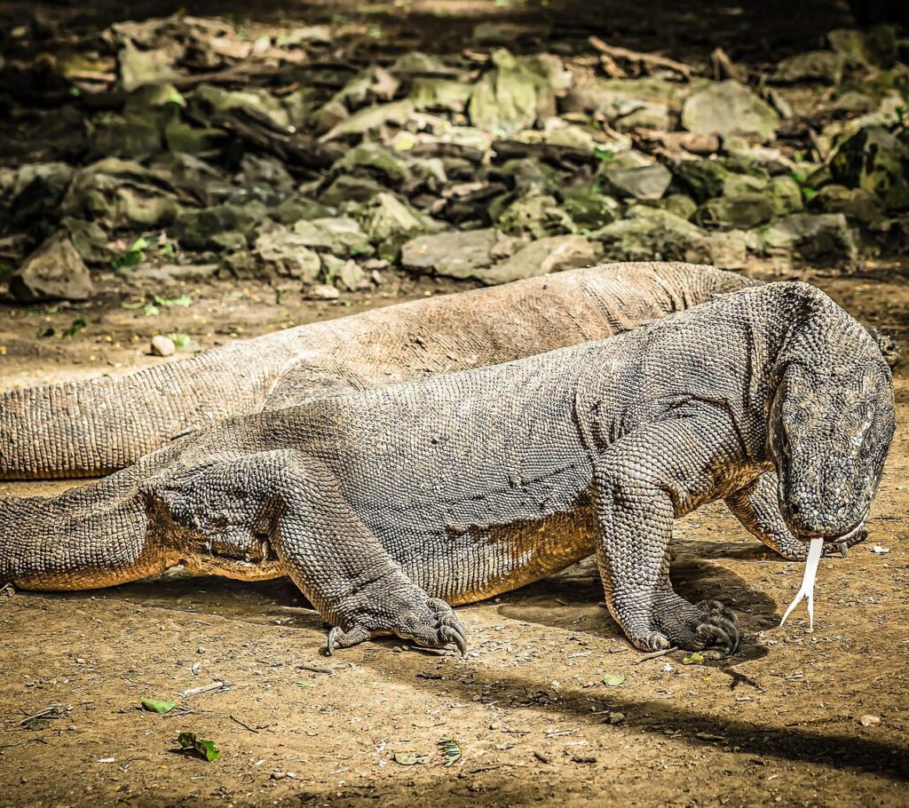 komodo dragons, asia, island-2392146.jpg