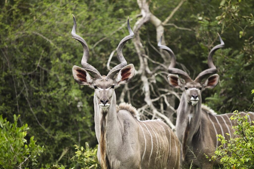 kudu, buck, wildlife-2112417.jpg
