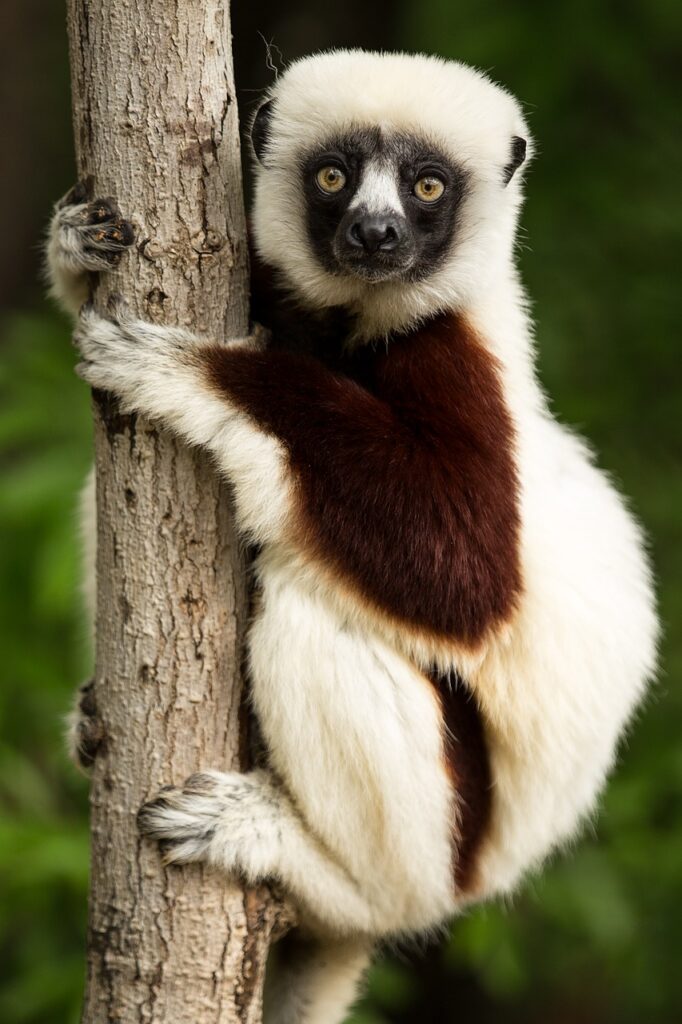 lemur, wildlife, madagascar-1794519.jpg