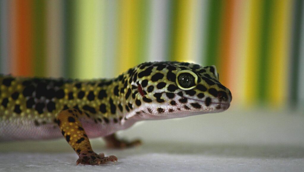 leopard gecko, gecko, lizard-515491.jpg