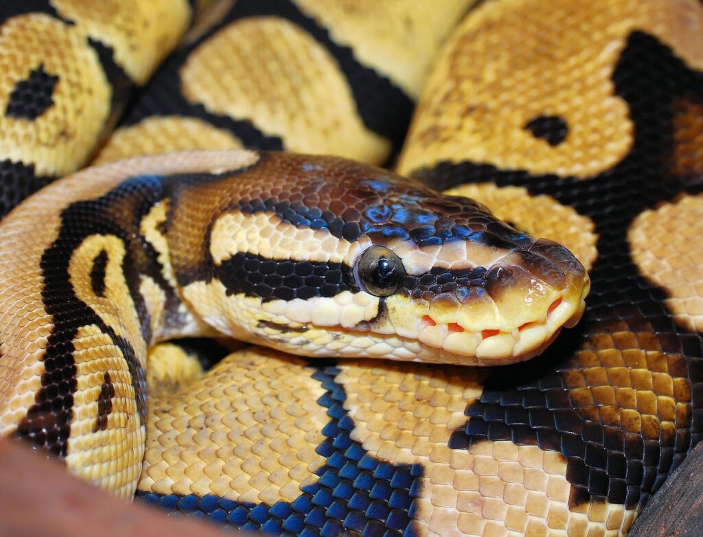 line, python, ball python-660781.jpg