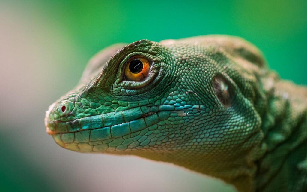 lizard, reptile, nature-3211488.jpg