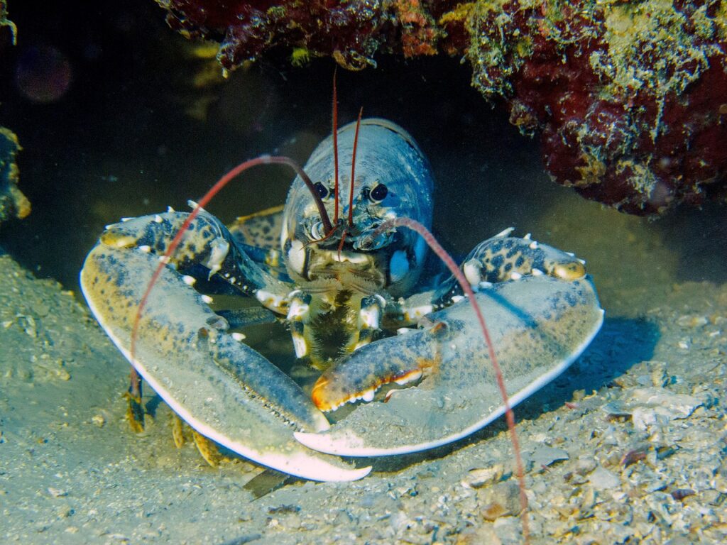 lobster, dive, croatia-1612772.jpg