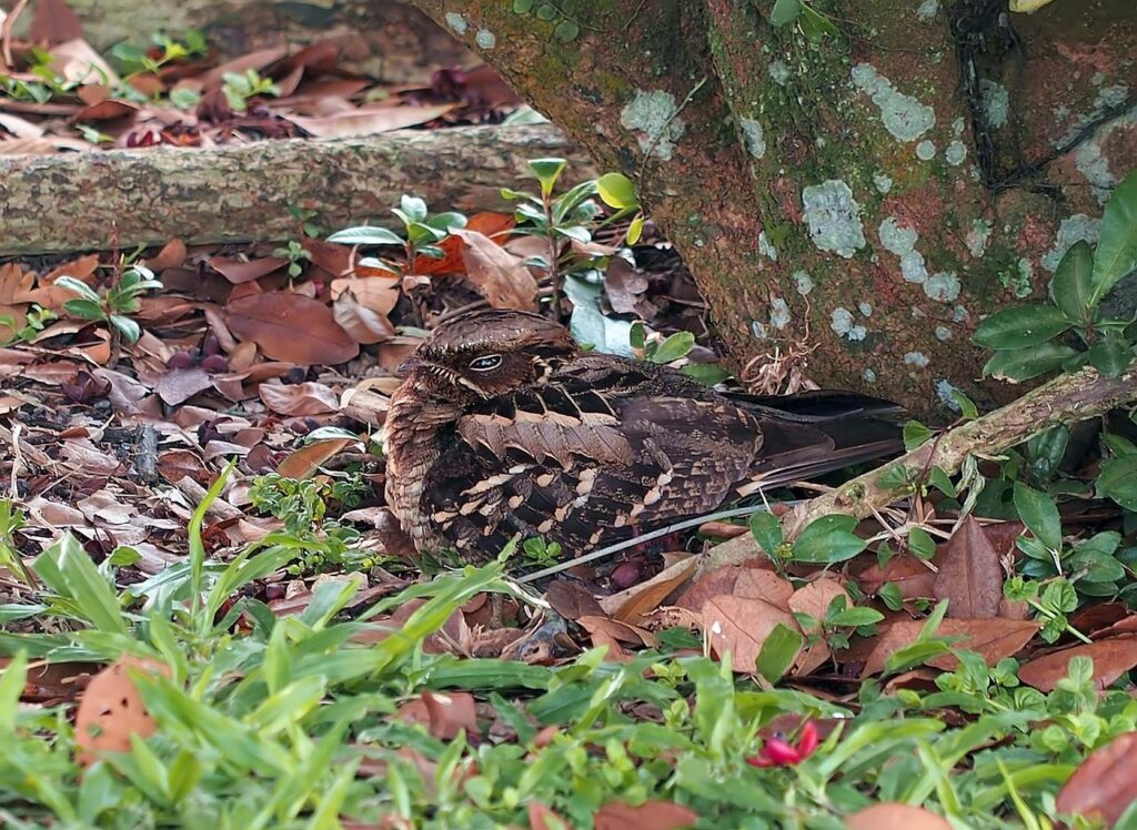 long-tailed nightjar nesting, wild, bird-4579398.jpg