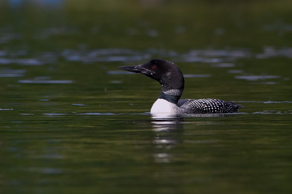 loon, water, nature-4134284.jpg