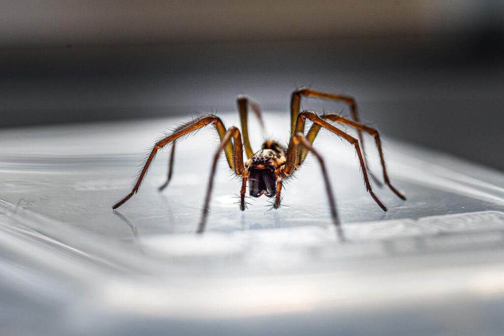 macro, house spider, portrait-4366163.jpg