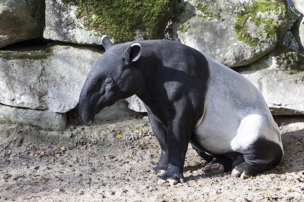 malayan tapir, asian tapir, animal-1734462.jpg
