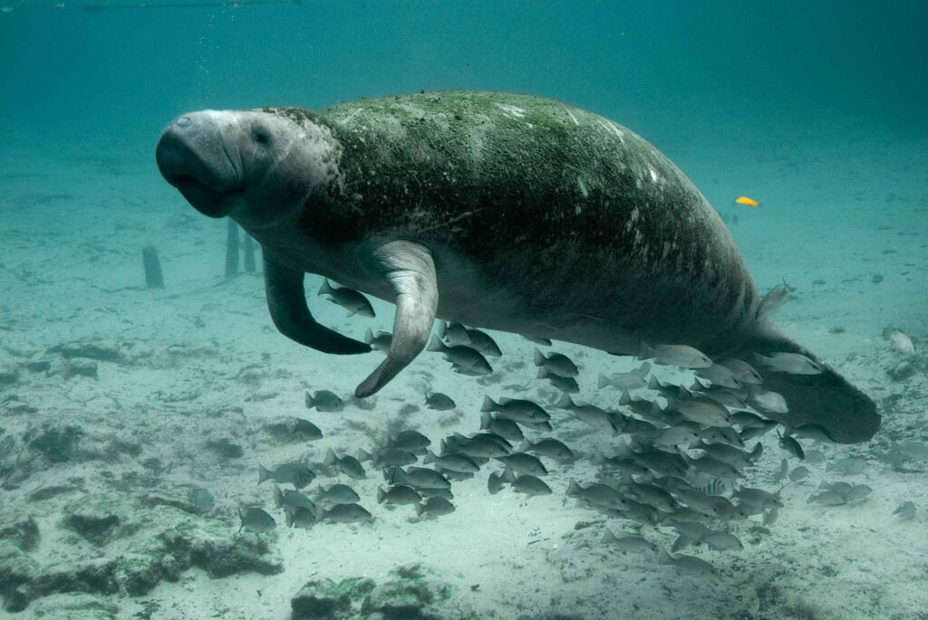 manatee, mammal, underwater-387195.jpg