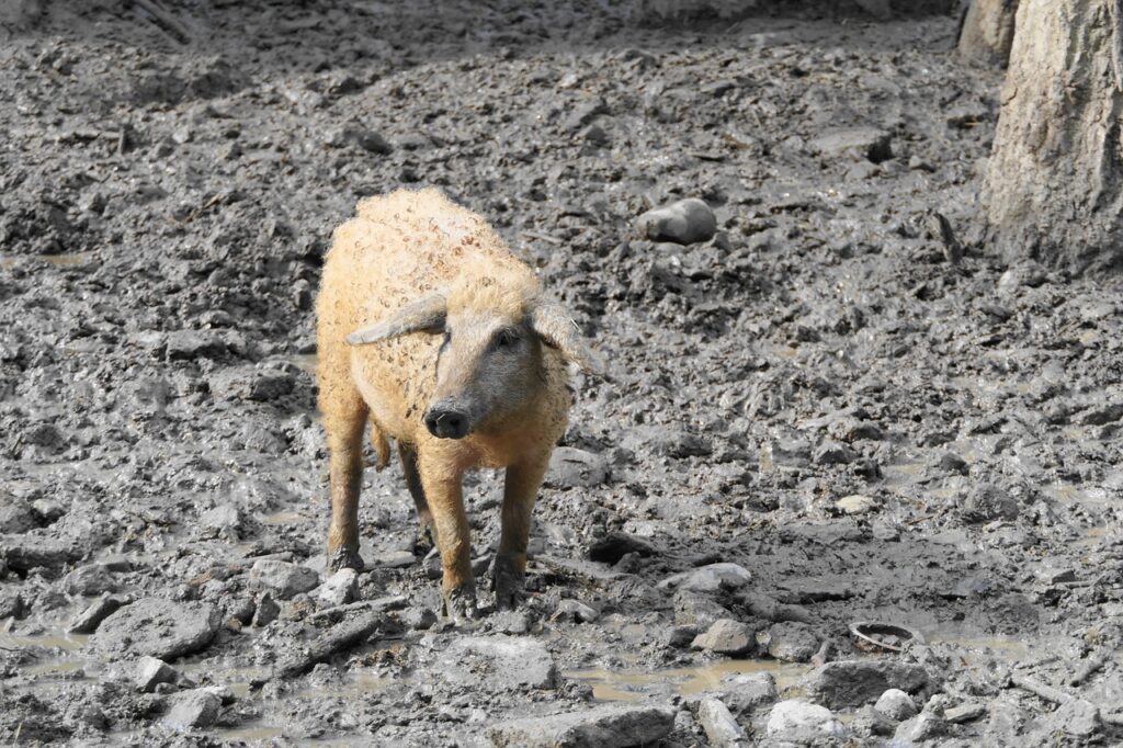 mangalica pig, mangalitsa, mangalitza pig-7119065.jpg