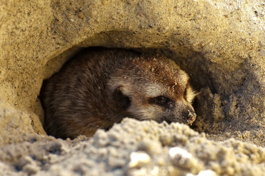 meerkat, cute, curious-3039079.jpg