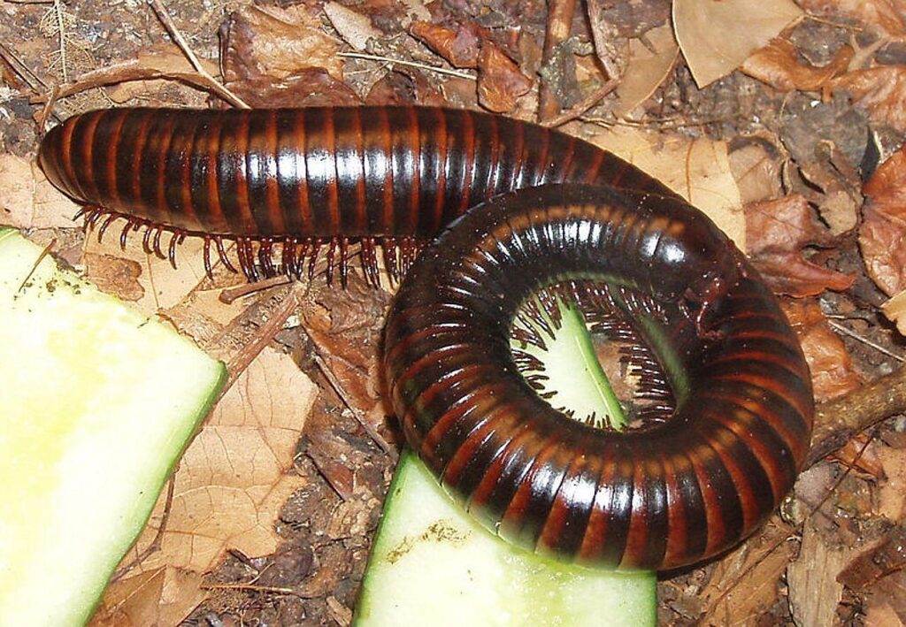 millipede, myriapoda, centipede-11116.jpg