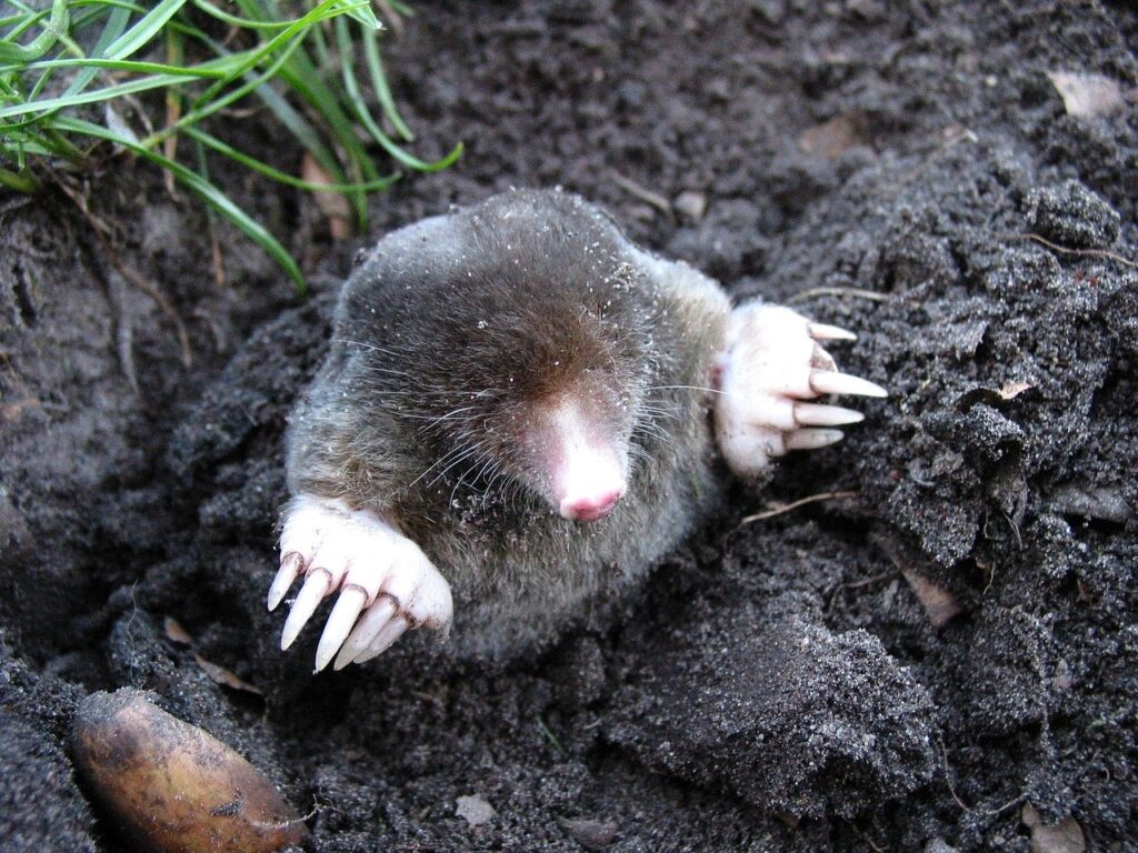 mole, nature, animals-13299.jpg