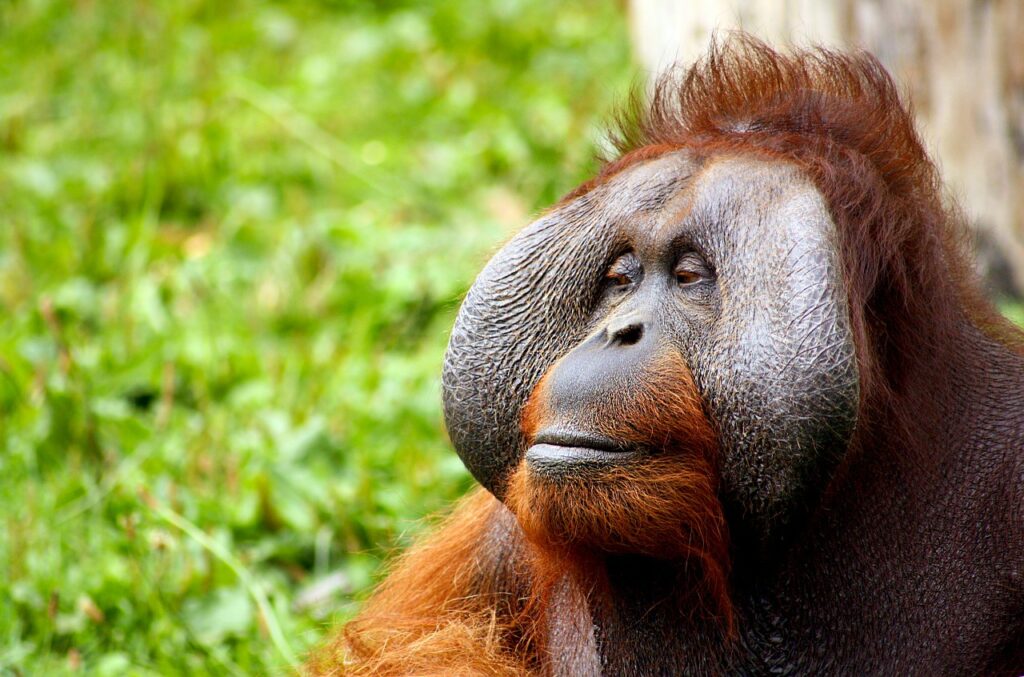 List Of 16 Animals With Big Foreheads with Pictures Animallot