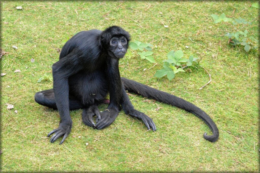 monkey, prehensile tail monkeys, spider monkey-217031.jpg