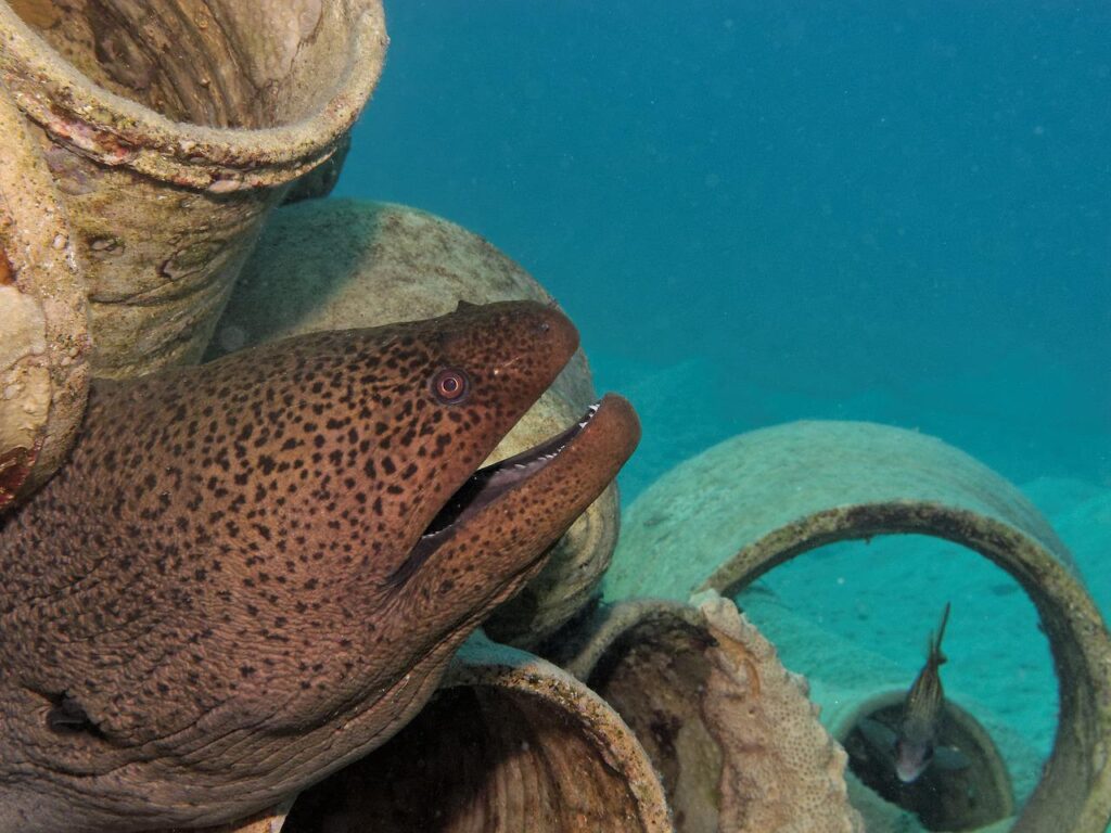 moray eel, fish, underwater-2453910.jpg