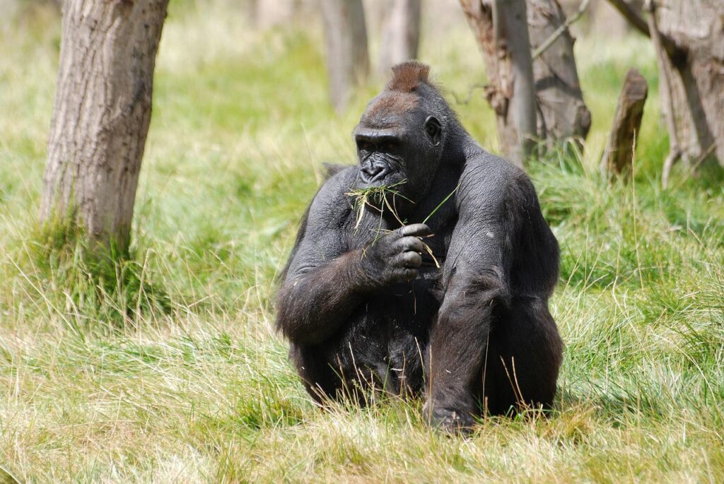 mountain gorilla, gorilla, africa-416772.jpg