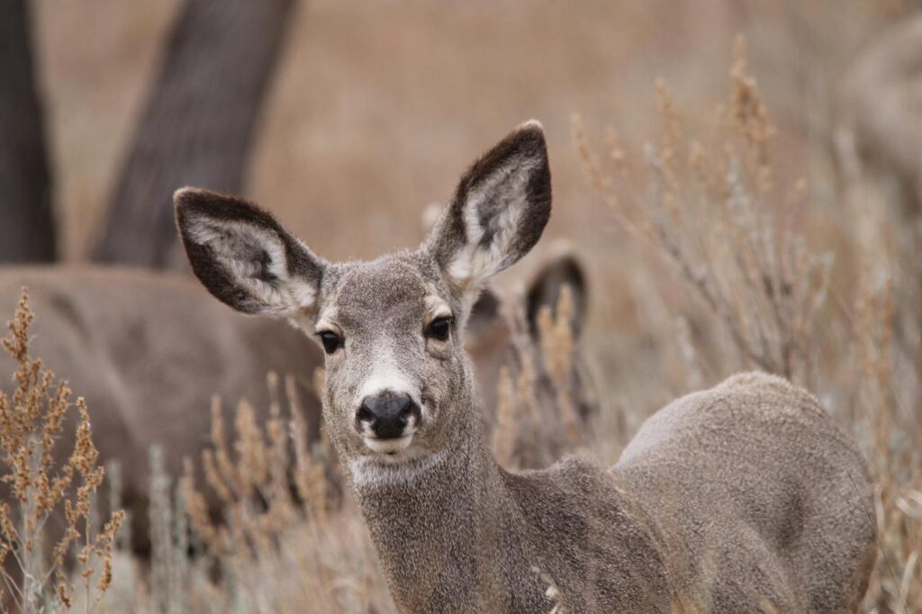 mule deer, doe, wildlife-1305725.jpg