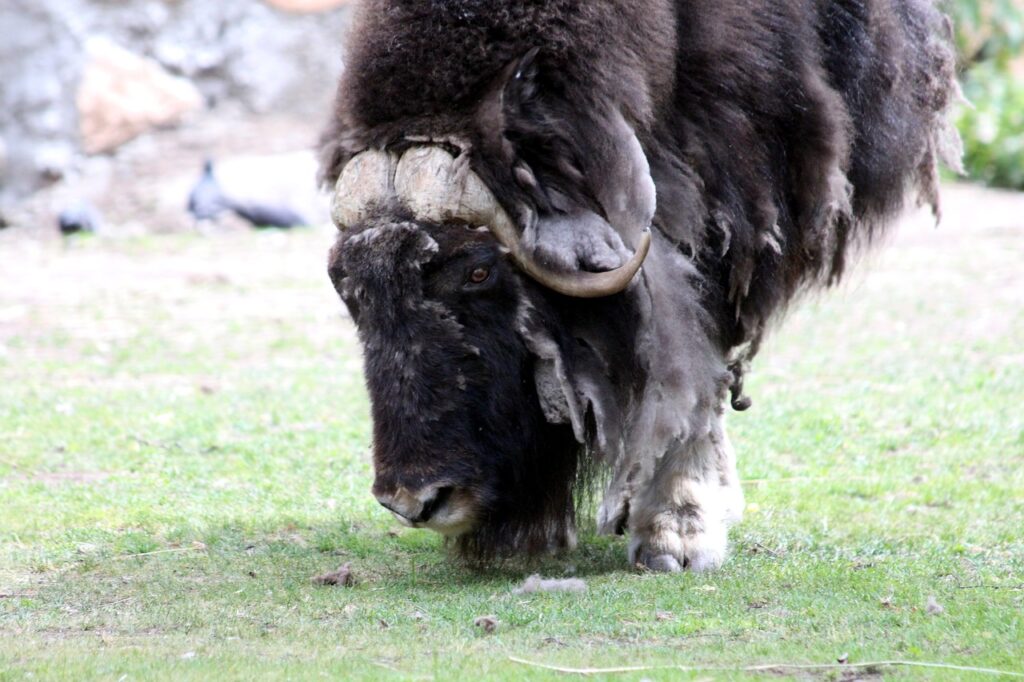 musk ox, ovibos moschatus, cloven-hoofed-2563172.jpg