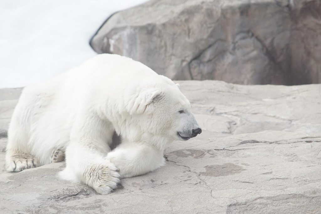 nature, white bear, polar bear-5016781.jpg