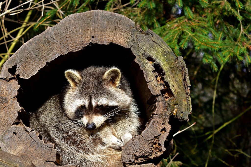 nature, wildlife, raccoon-4669438.jpg