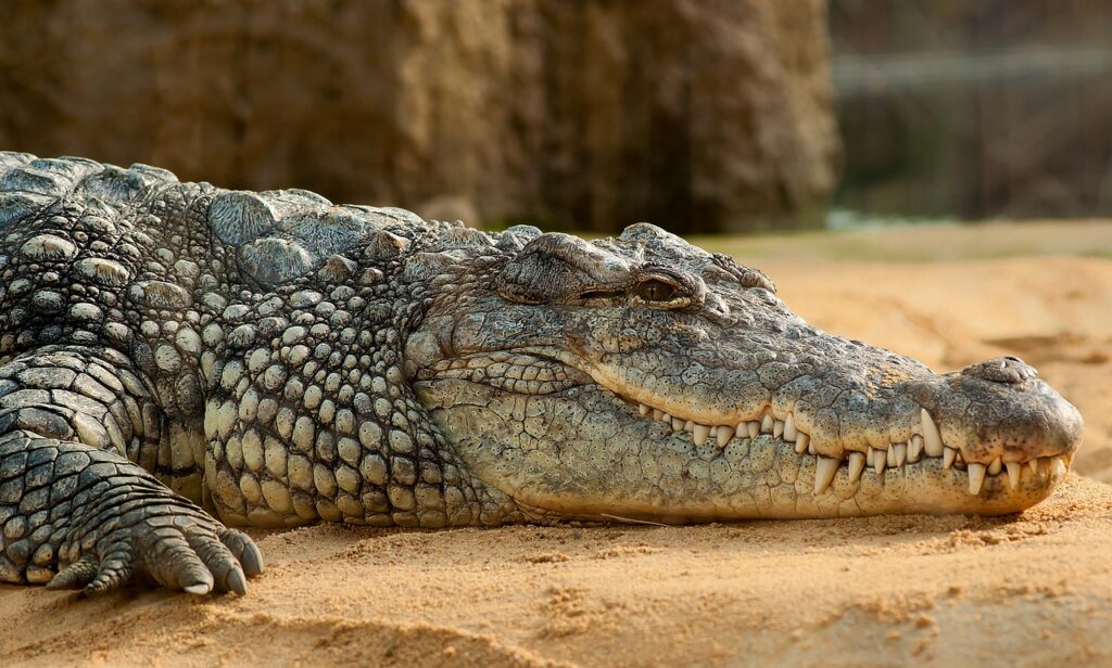 nile crocodile, animal, zoo-245013.jpg