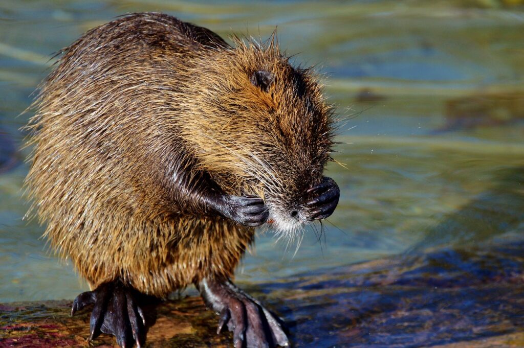 nutria, beaver rat, rodent-2906246.jpg