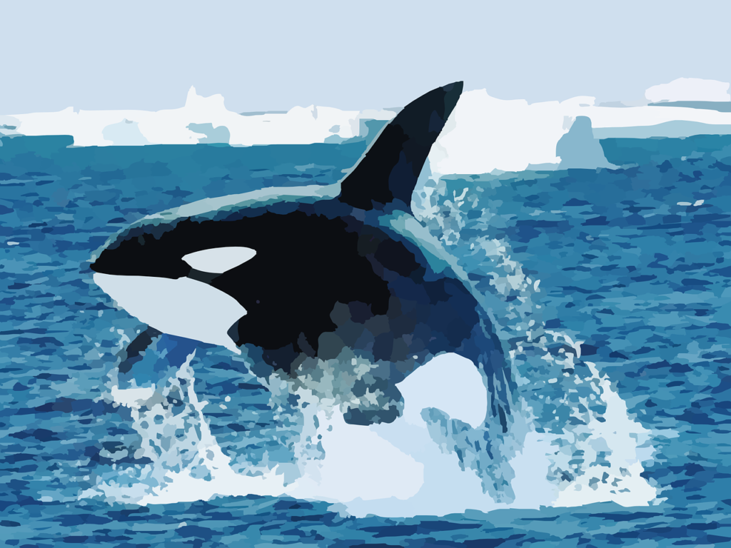 orca, killer whale, whale-295051.jpg