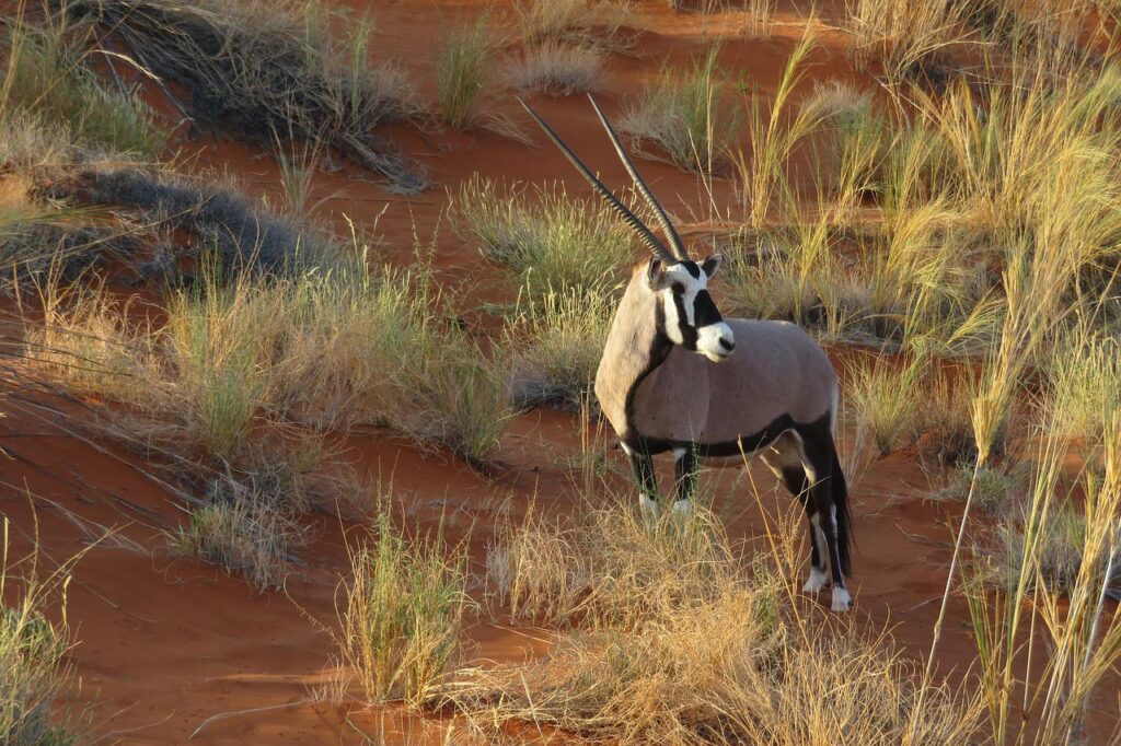 oryx, animal, africa-2693386.jpg