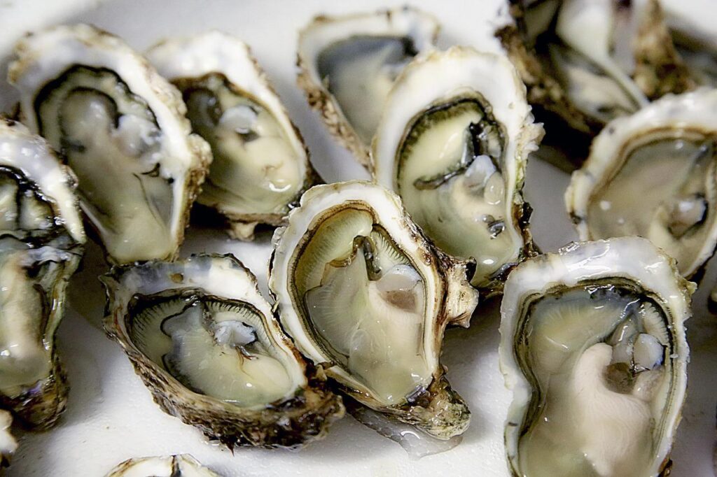 oyster, shell, sea food-1522835.jpg